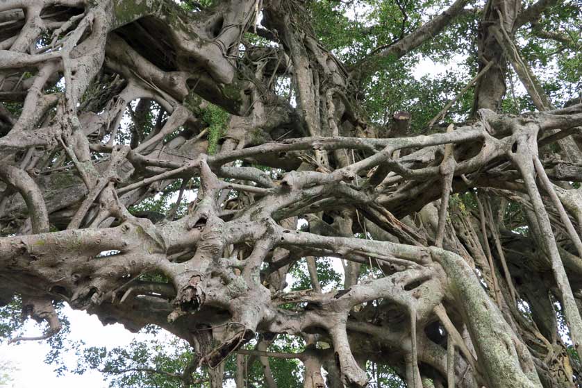 Nakama Gajumaru Banyan, Yakushima.