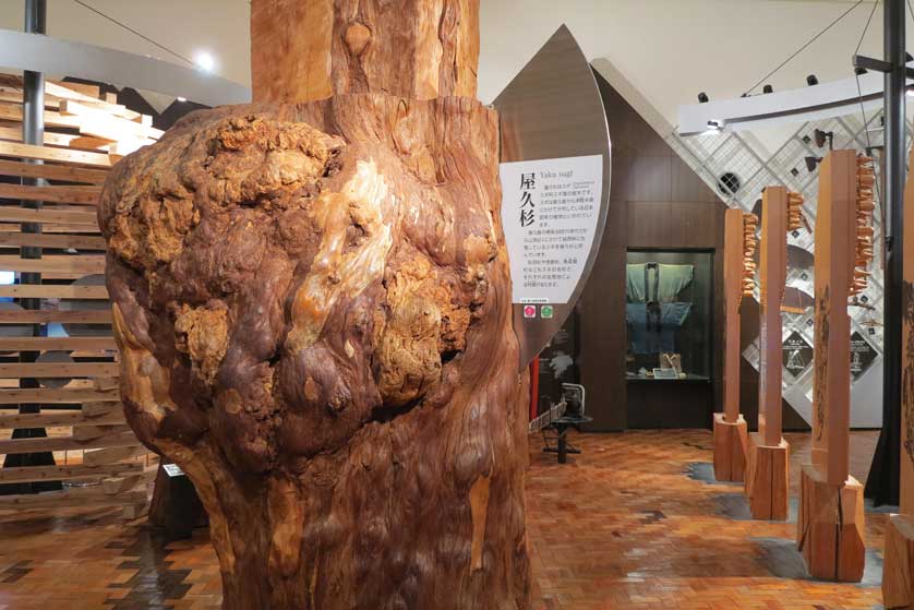 Yakusugi Museum, Anbo, Yakushima.