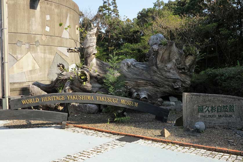 Yakusugi Museum, Anbo, Yakushima.