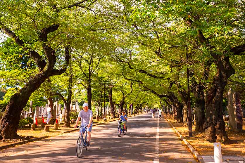 Road through Yanaka Cemetery, Tokyo, Japan