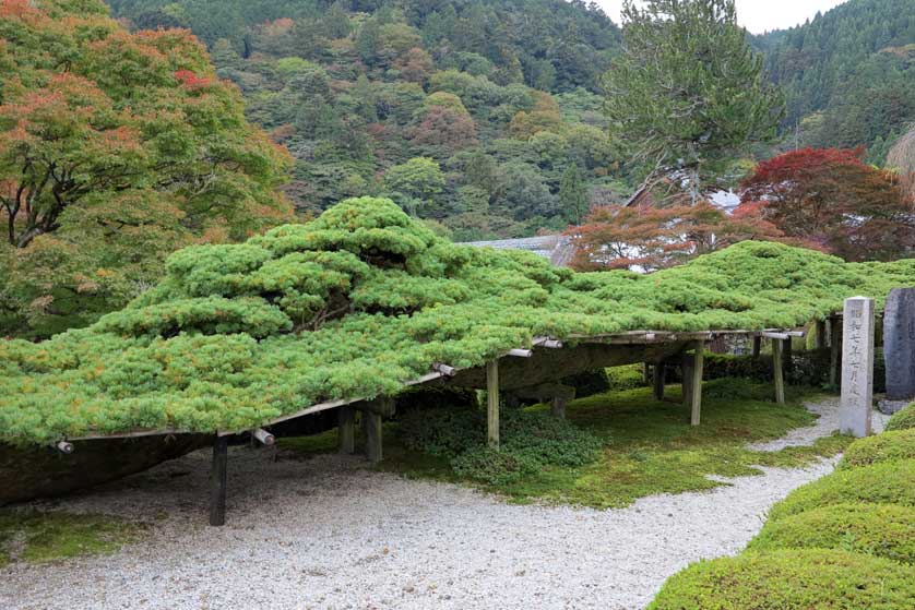 600-year-old White Pine Tree, Yoshiminedera, Kyoto, Japan.