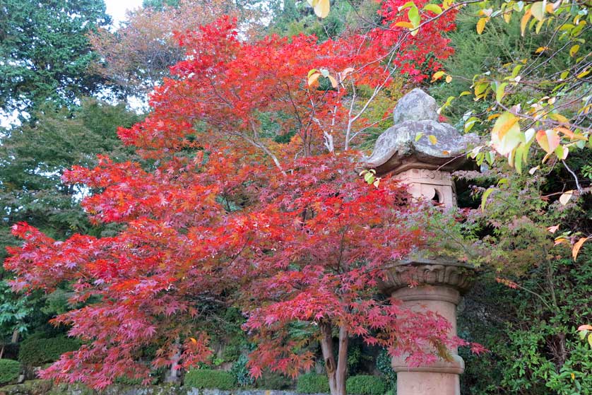 Fall Colors, Yoshiminedera Temple, Kyoto, Japan.