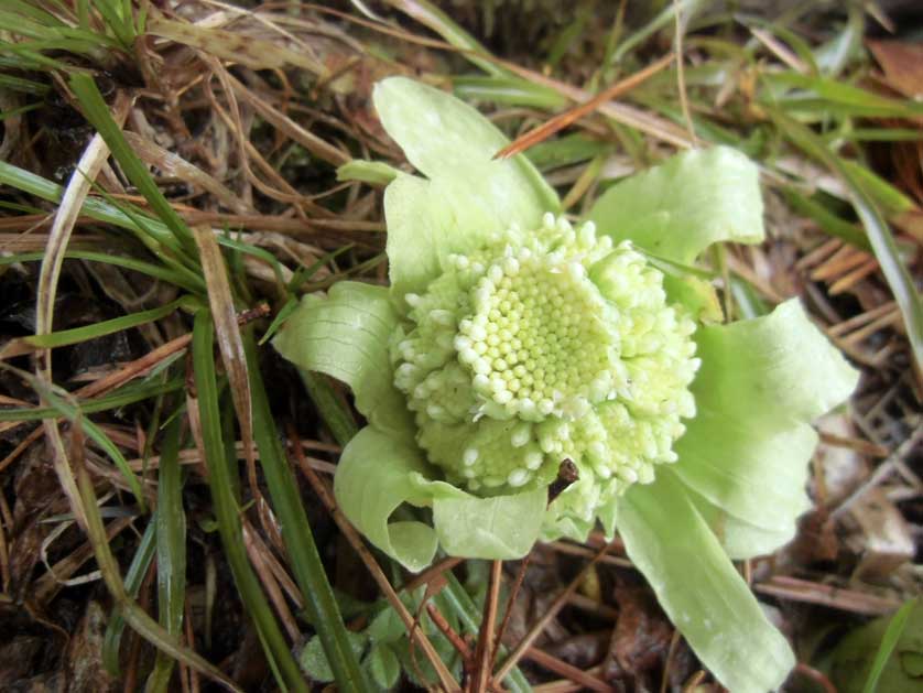 Mountain vegetables in Zao, Yamagata Prefecture.