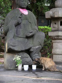 Cat drinking at the foot of the Buddha, Zojoji Temple, Tokyo.