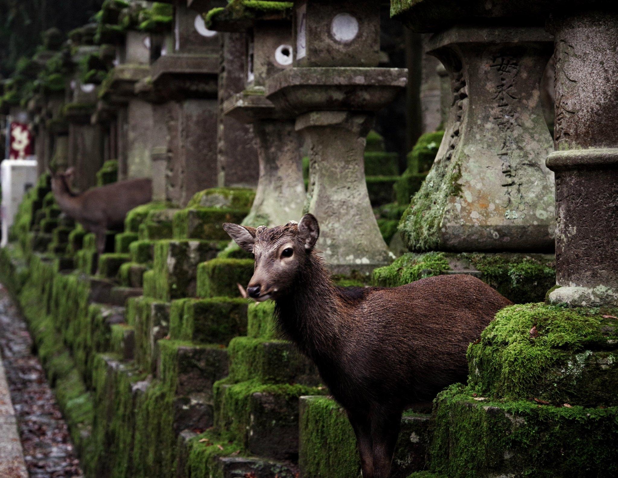 tour companies specializing in japan