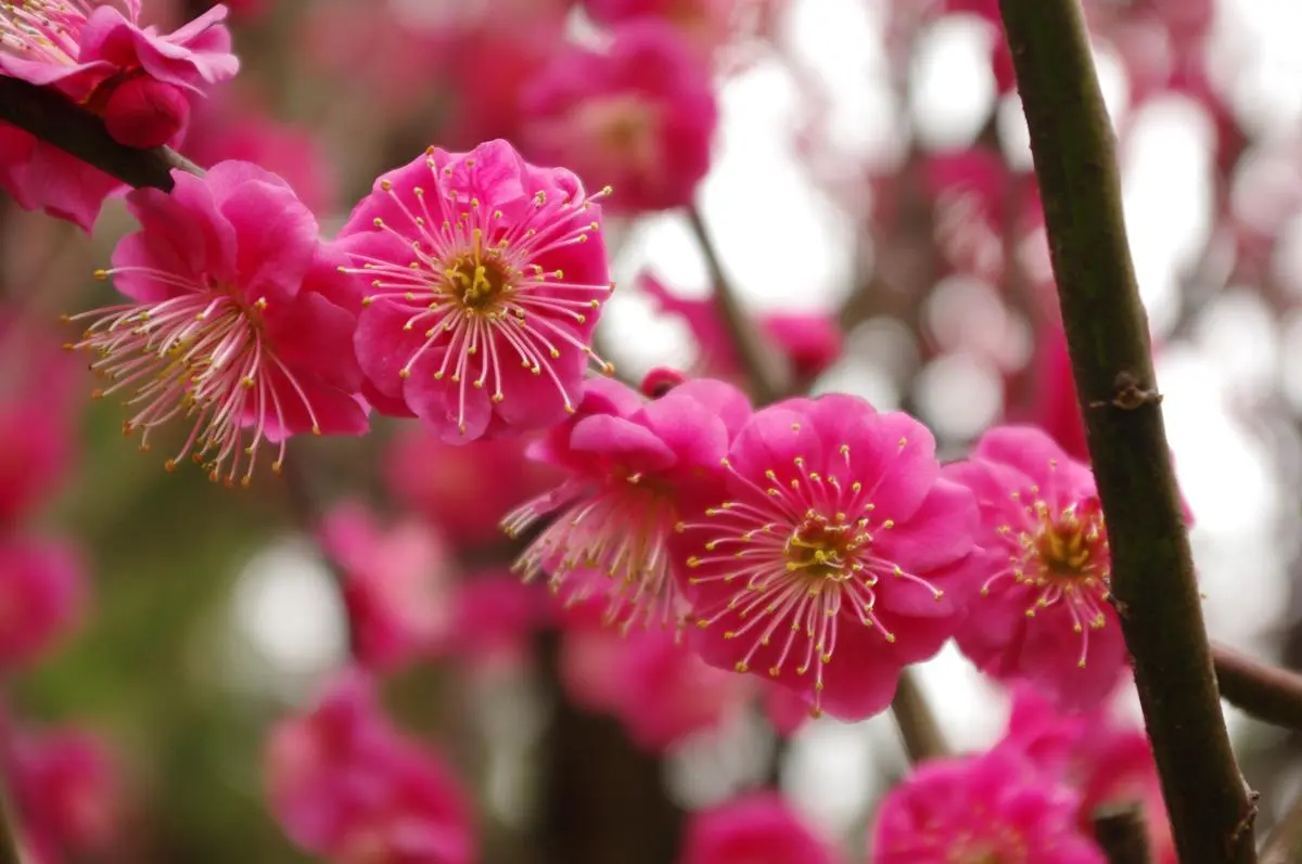 Pruniers en fête, hanami sous les fleurs de pruniers Japan Experience — free download