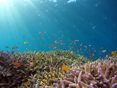 Coral reefs under the water off Iriomote