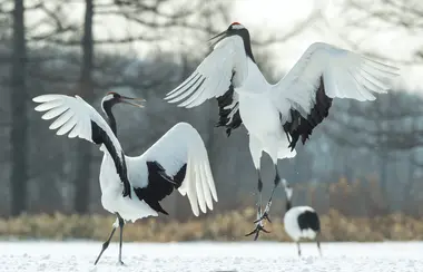 L'oiseau emblème du Japon, la grue à couronne rouge 