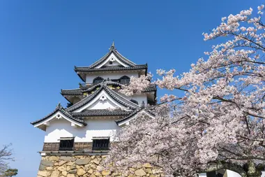 Schloss Hikone aus dem Jahr 1622, ein beliebter Ort für seine Kirschblüten