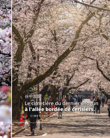  Top 6 des lieux où admirer les Sakura à Tokyo 