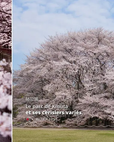 Top 6 des lieux où admirer les Sakura à Tokyo 