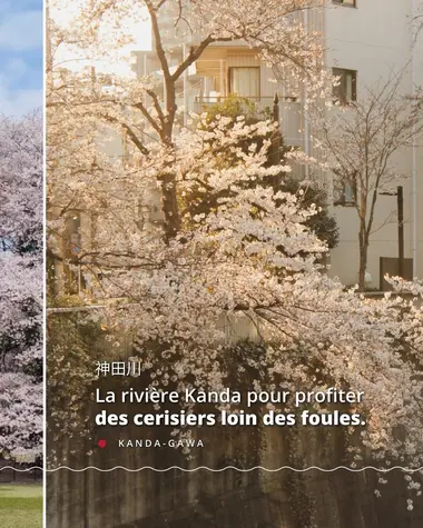 Top 6 des lieux où admirer les Sakura à Tokyo 