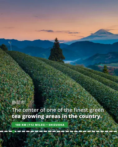 Tea Plantation in Shizuoka prefecture 