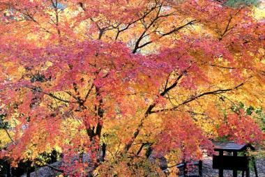 Fall kaleidoscope at Sogi-no-taki, Kagoshima, Kyushu.