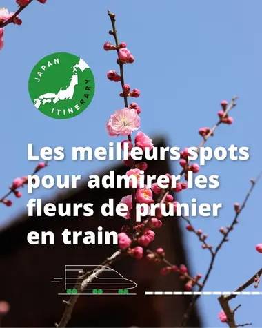 Les meilleurs spots pour admirer les fleurs de prunier en train