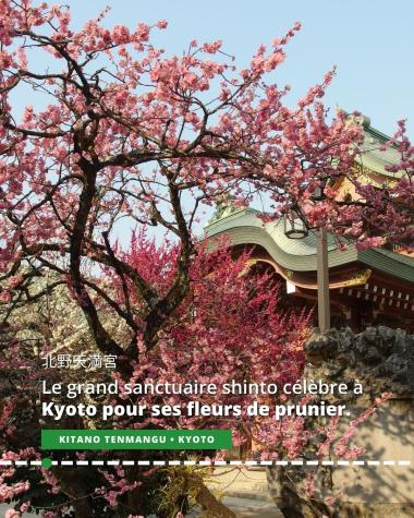 Kitano Tenmangu, le grand sanctuaire shinto célèbre à Kyoto pour ses fleurs de prunier