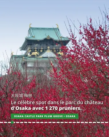 Le célèbre spot dans le parc du château d'Osaka avec 1 270 pruniers