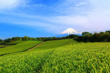 Matcha Field in Shizuoka