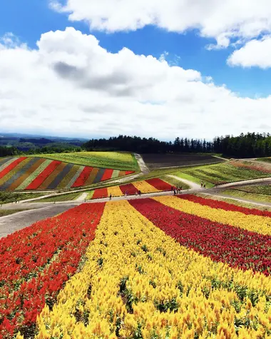 Champs de fleurs de Furano