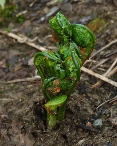 Kogomi (Fiddlehead Ferns)