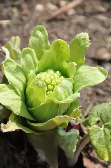 Fukinoto (Butterbur)