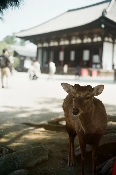 Deer in Nara, Japan