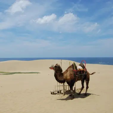 Cammello sulle dune di sabbia a Tottori, Giappone