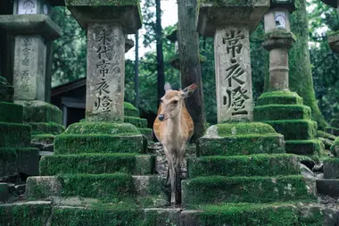 Nara, Japan's first imperial capital.