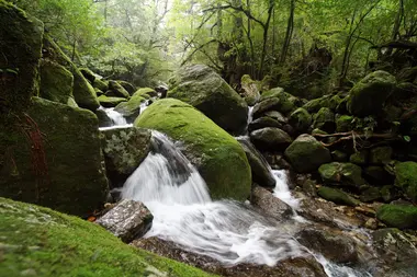 Paysage de l'île de Yakushima