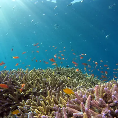 Fonds marins dans l'archipel d'Okinawa