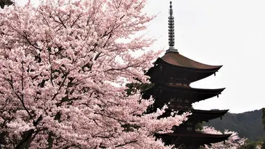 Rurikoji Temple in Spring