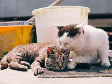 Tashirojima