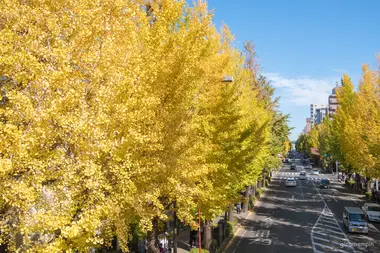 Les gingko d'Hachioji