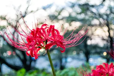 Spider lily