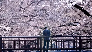 Spring in Japan