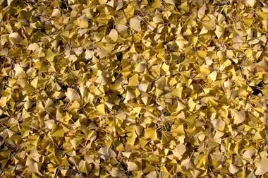 Gingko leaves during autumn