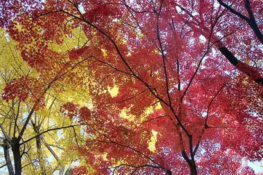 Autumn leaves in Kyoto