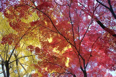 Feuilles d'automne (Kyoto)