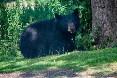 Asiatic Black Bear