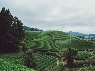 Tea fields in Japan