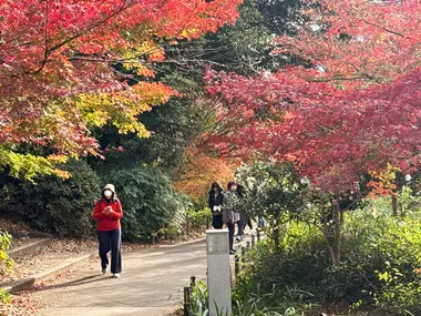 Autumn leaves in Ueno Park