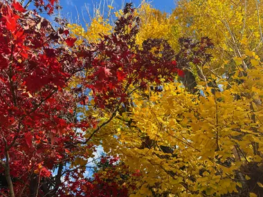 Momiji and ginkgo at Tennoji Temple