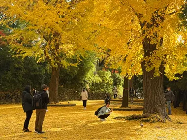Ginkgo leaves in Ueno Park