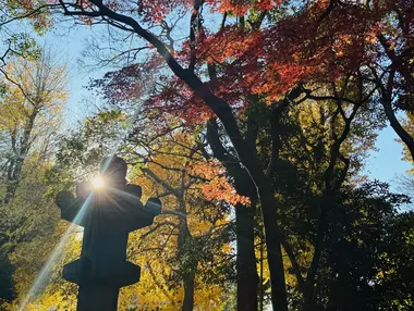 Autumn leaves in Ueno Park