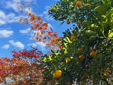 Koyo and yuzu at Tennoji Temple