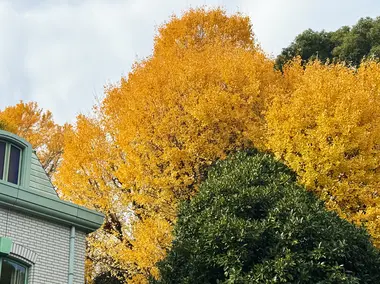 Ginkgo in Ueno Park