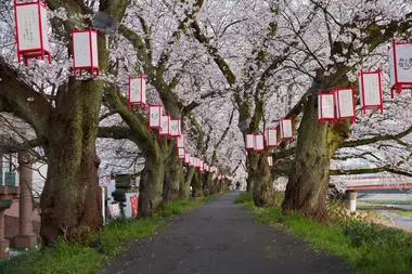 Fukui Cherry Blossom Festival