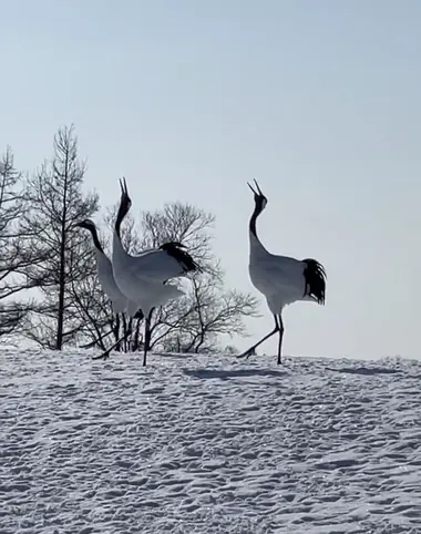 Les grues d'Hokkaido