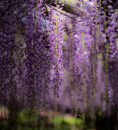 Parc floral d'Ashikaga