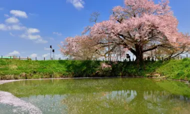 Asai no Ippon Zakura